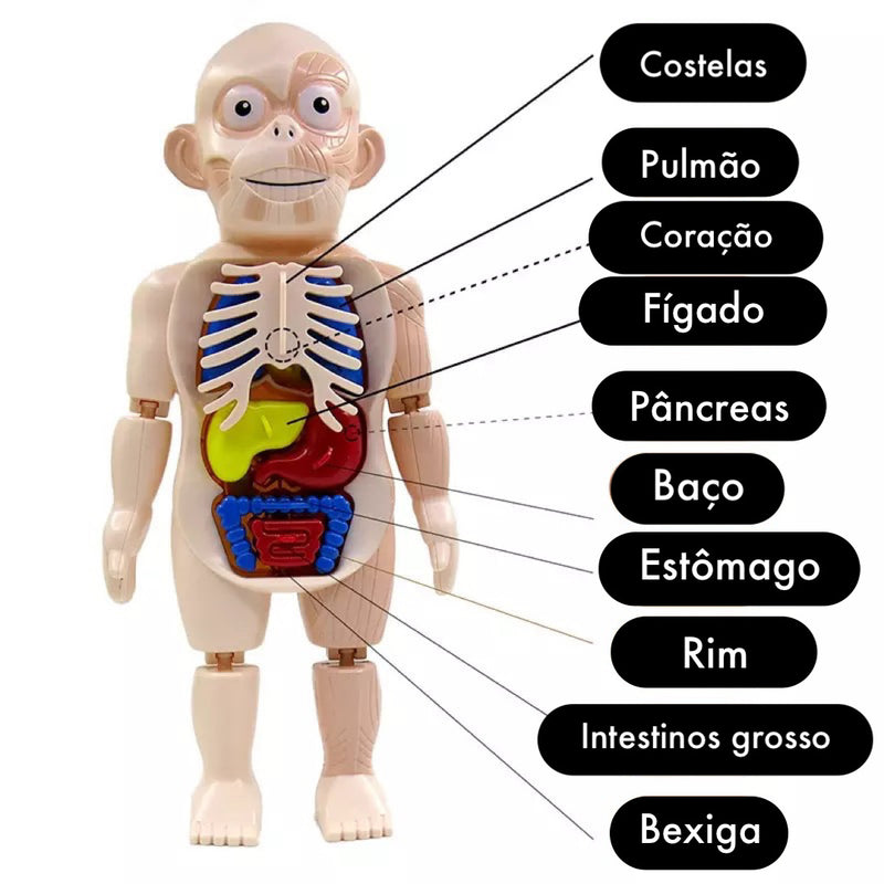 Boneco Corpo Humano Anatomia